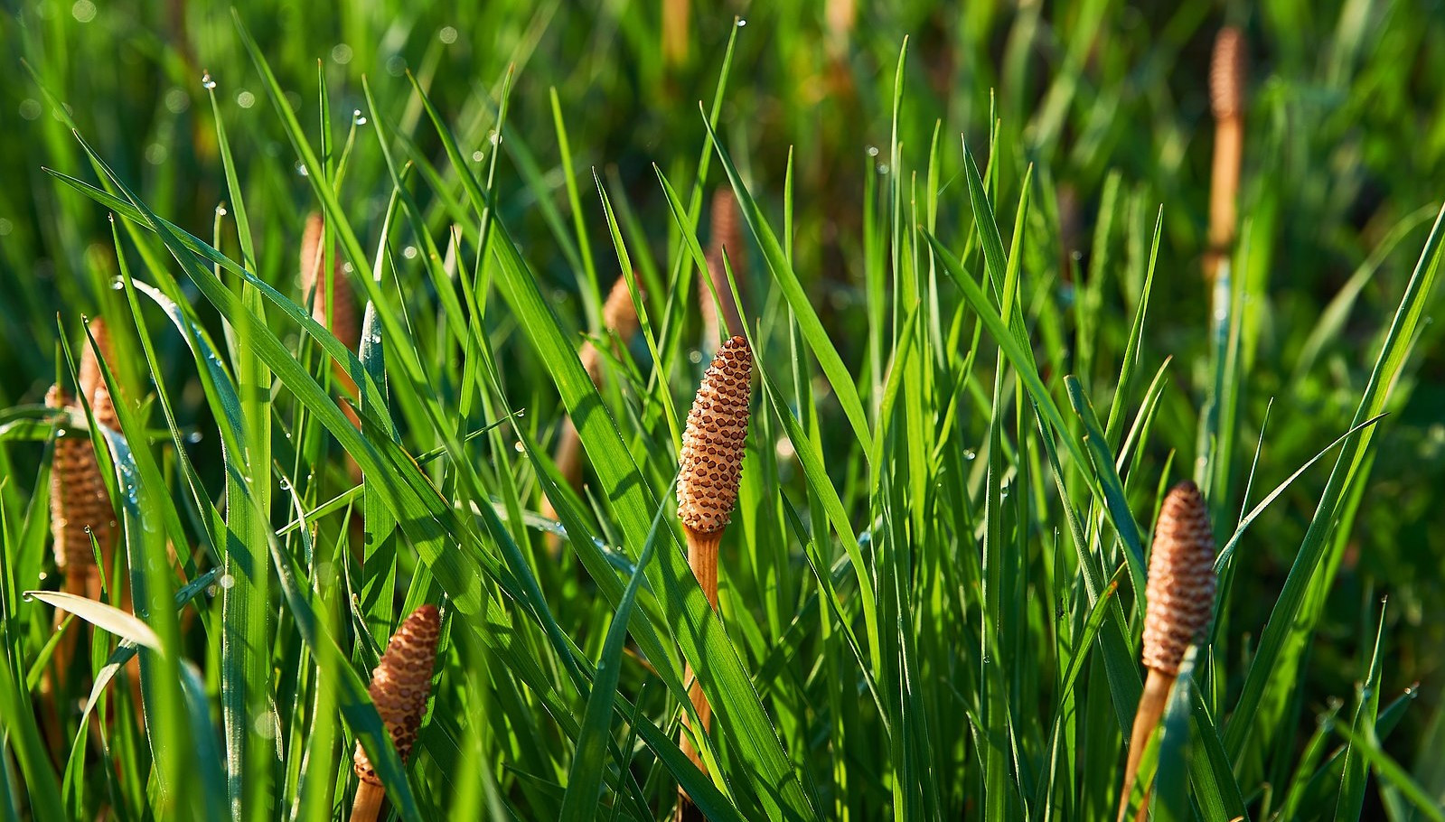 Хвощ полевой (Equisetum arvense)