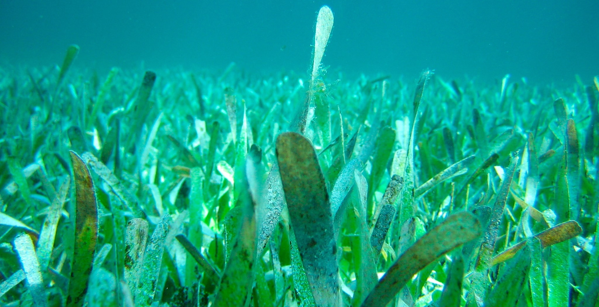 Seagrass и Seaweed